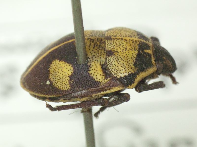 Deroplax silphoides